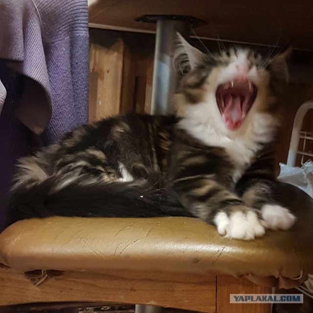 Фотобомбы котов