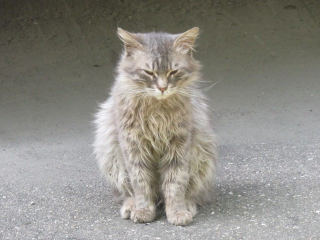 Кот без прикрас