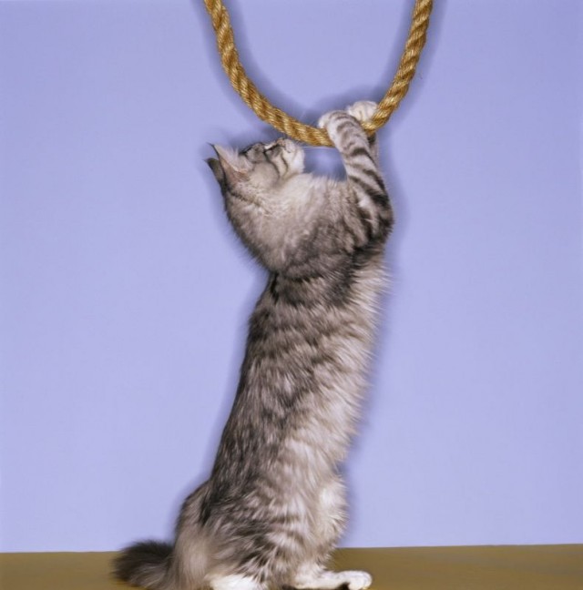 УРРААА ! Котовторник на ЯПлакалъ !