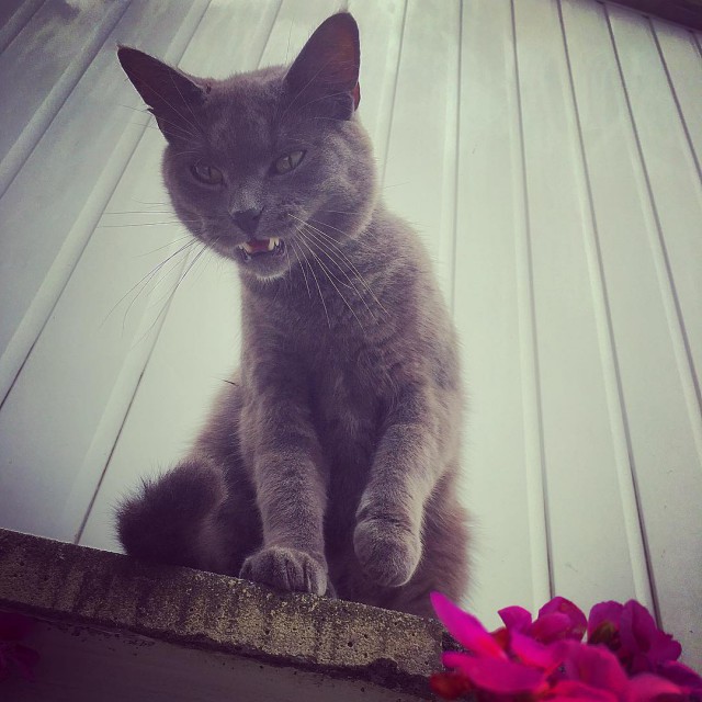 Котовторник 24.07.2018