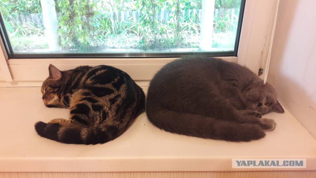 Котовторник 07.08.2018