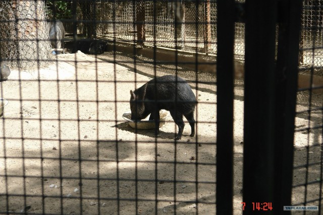Новосибирский Зоопарк