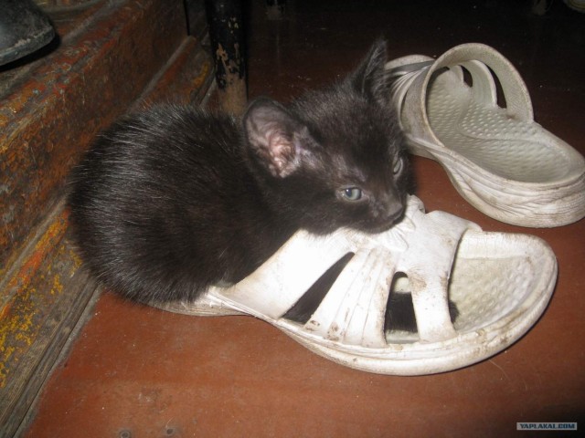 Кошарий