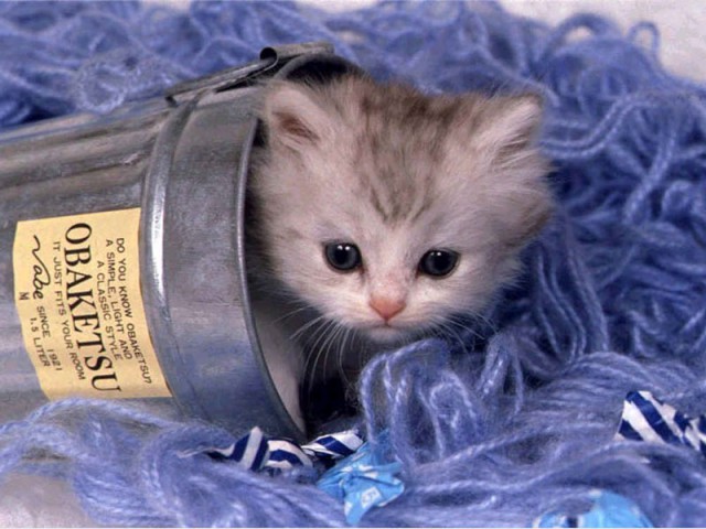 Прикольных котов пост