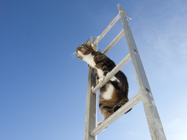 Котейкин вторник! Космический 12.04!