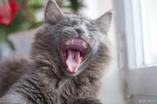 Котовторник