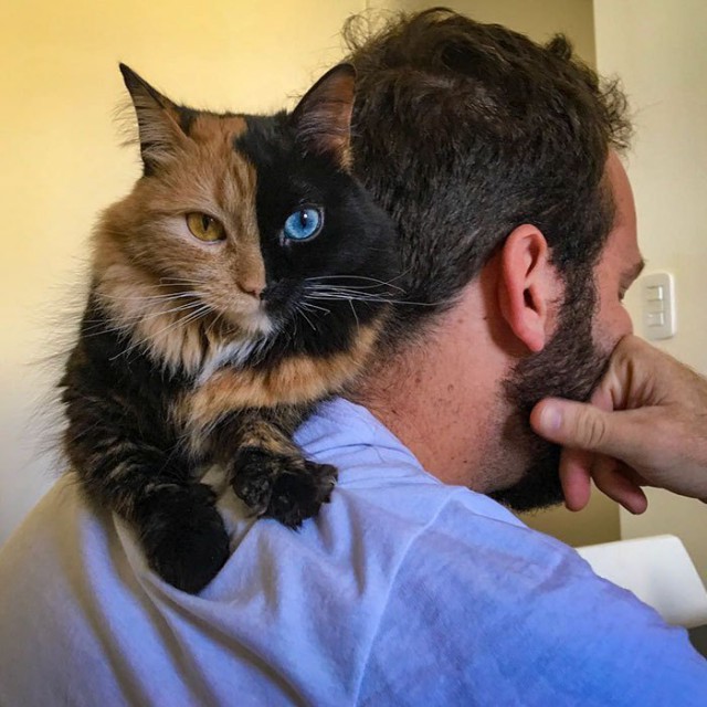 Прикольных котов пост