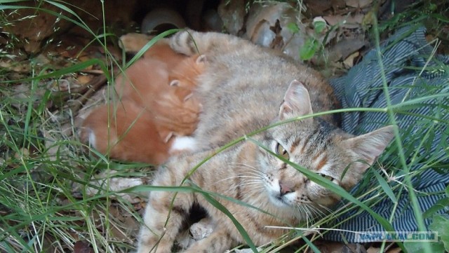 Котовторник на середину июня