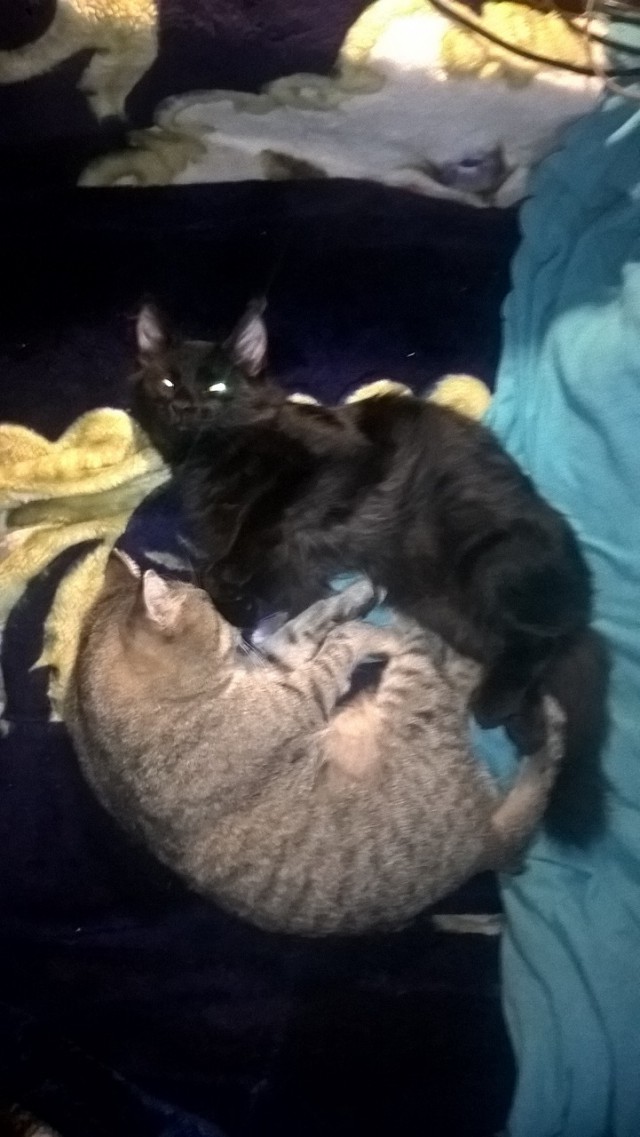 Котовторник 13-11-2018