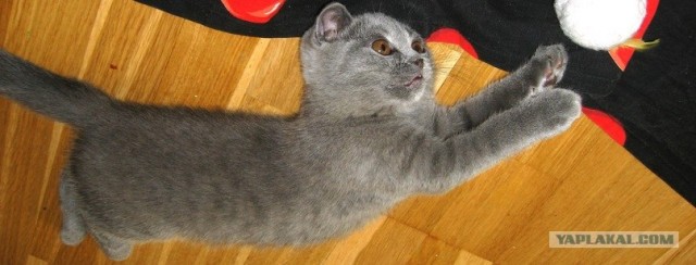 Котовторник в "КотоГетто"
