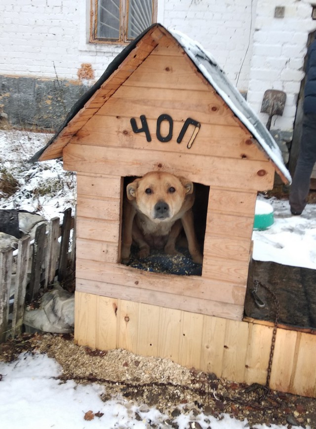Живность из сети