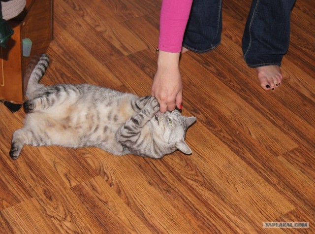 Котовторник   5.06.2012
