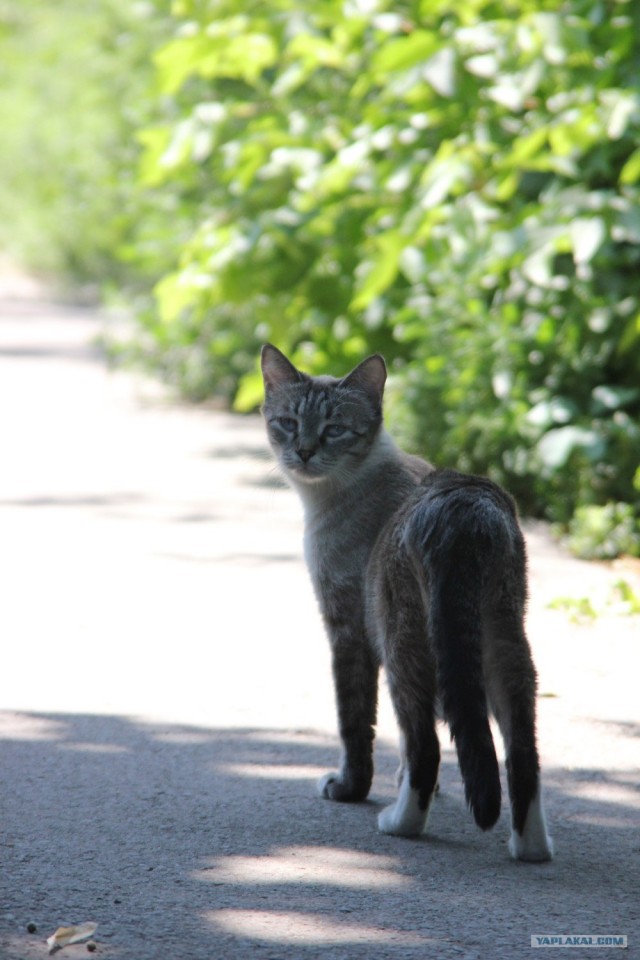 Котовторник  17.07.2012
