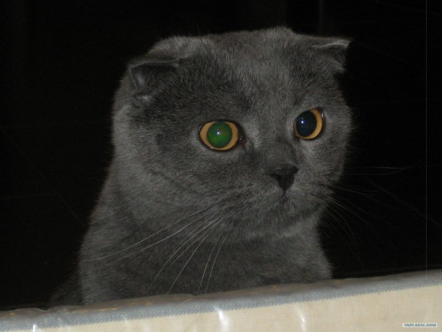 Котовторник ( 23.10. 2012. )