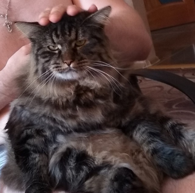Прикольных котов пост