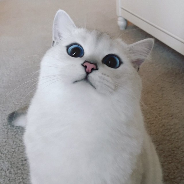 Прикольных котов пост
