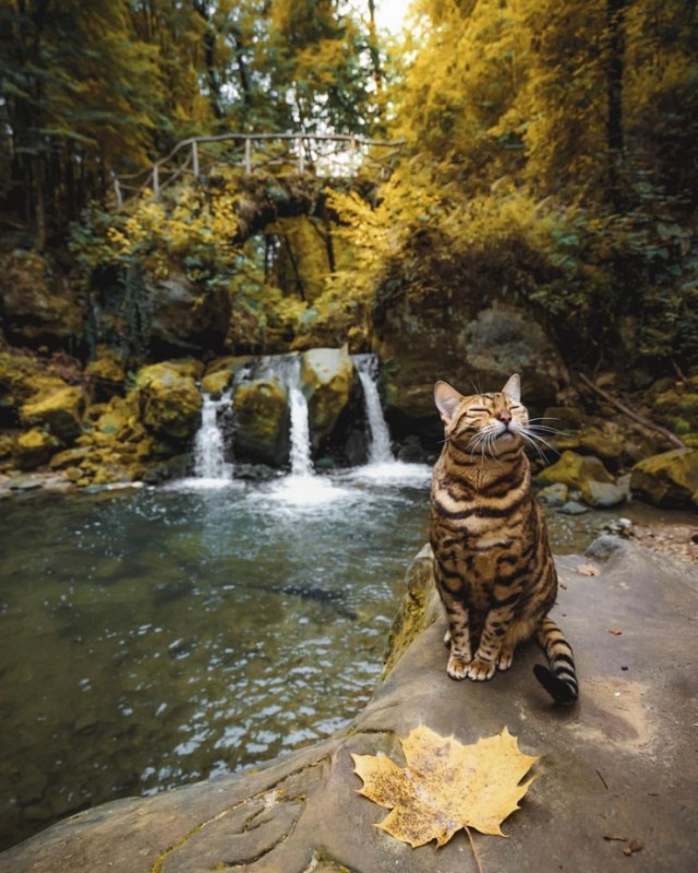 Забавные фото котеек