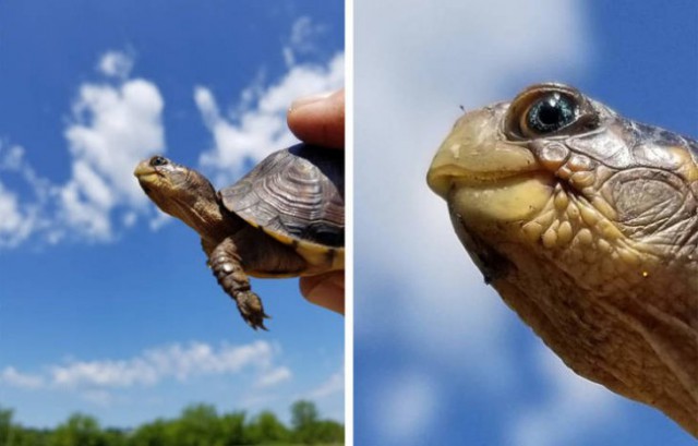 Необычные вещи, которые люди успели  сфотографировать