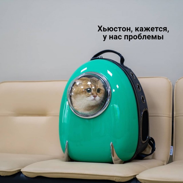 Забавные фото котеек