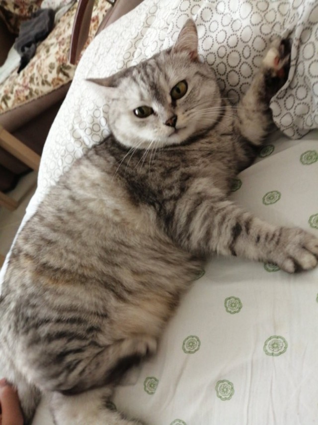 Забавные фото котеек