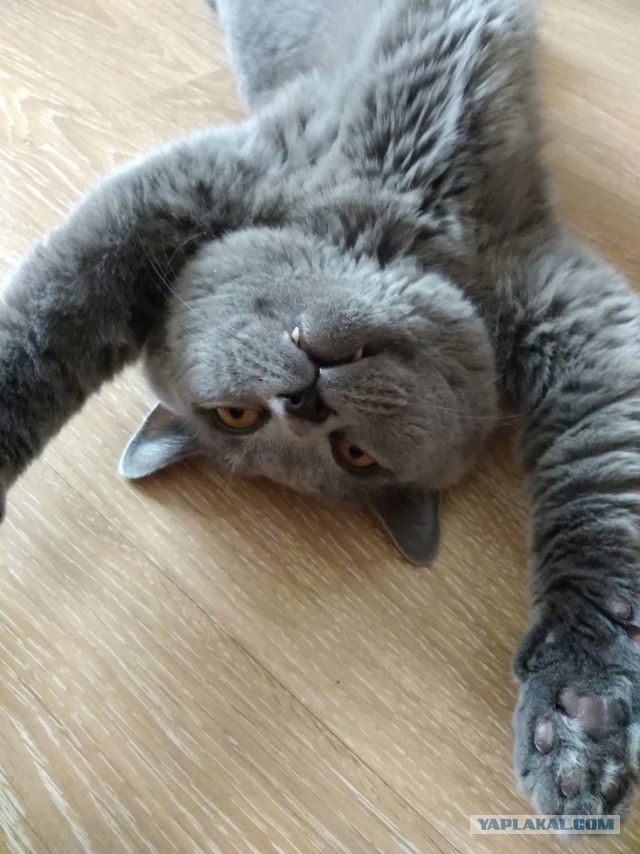 Я держался до последнего... но согласился на котенка