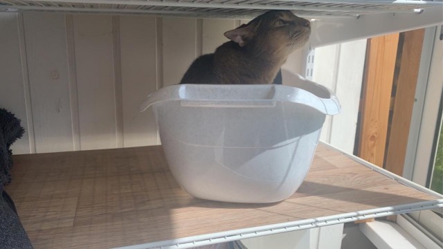Котовторник