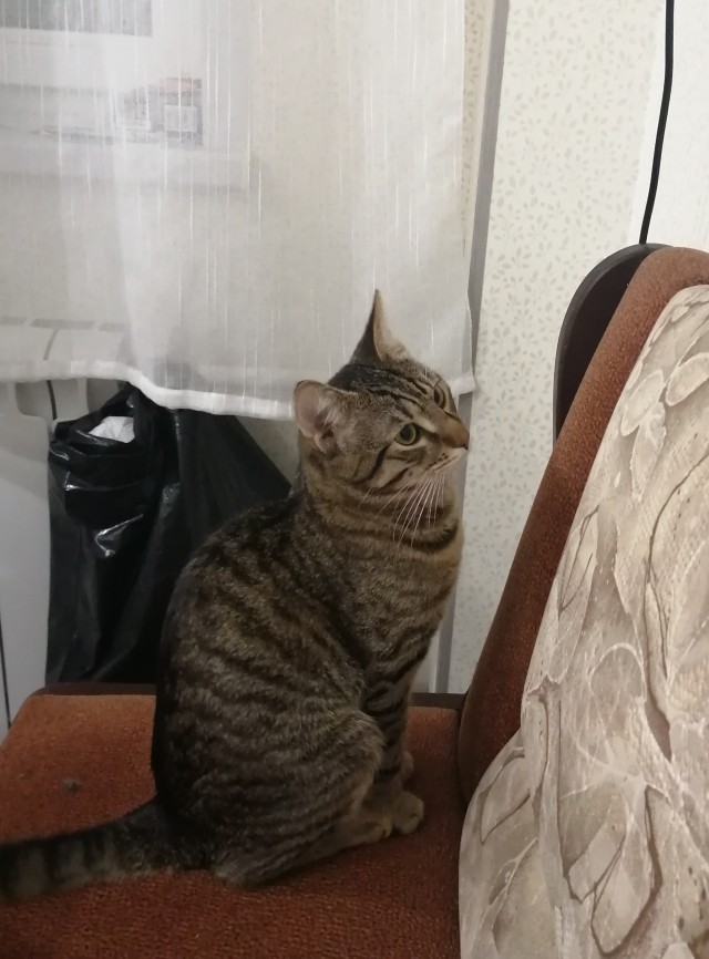 Котовторник 13.10.2020