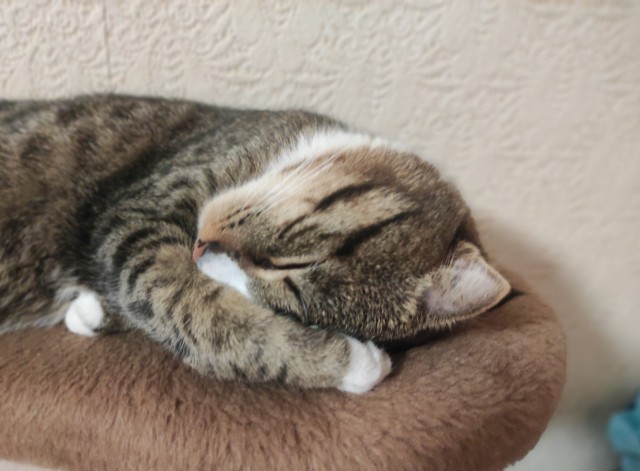 Котовторник!