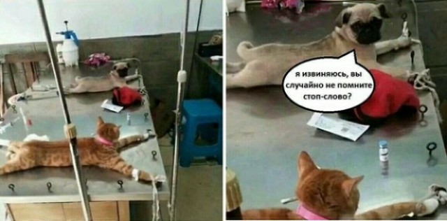 Вот вам новая порция аморального юмора 18+