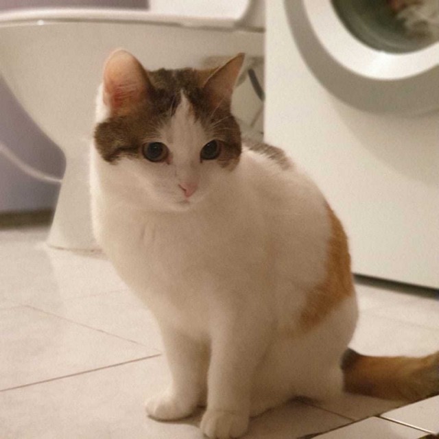 Подборка всякой живности