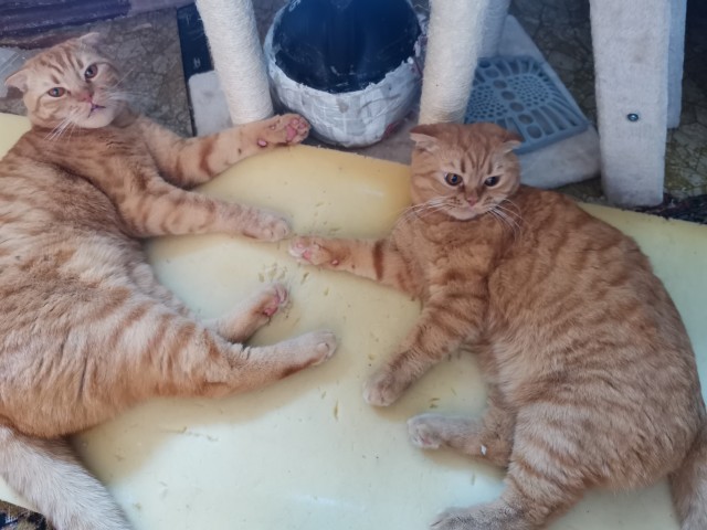 Котовторник же очередной