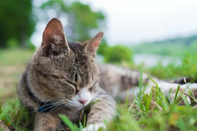 Разные котики