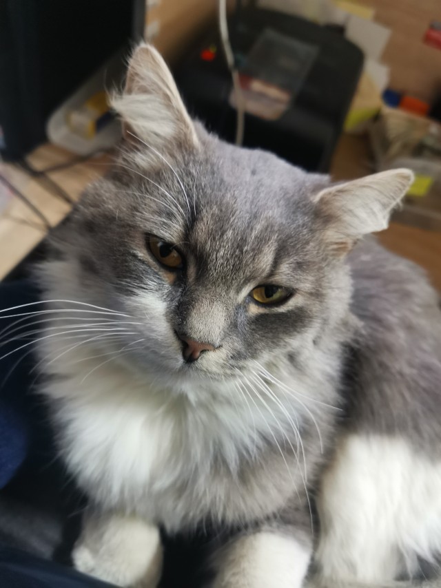 Котовторник. Буська