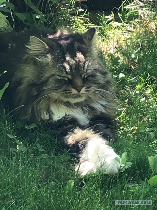 Ура! Котовторник.