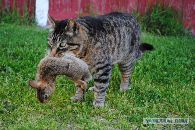 Кормилица