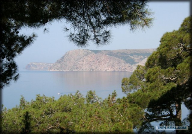Крым. Мыс Ая. Деревья моря.