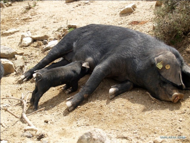 Франция. Корсика.