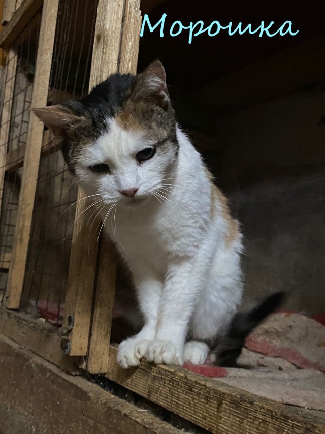 Жизнь домашнего приюта "Котоленд" 378