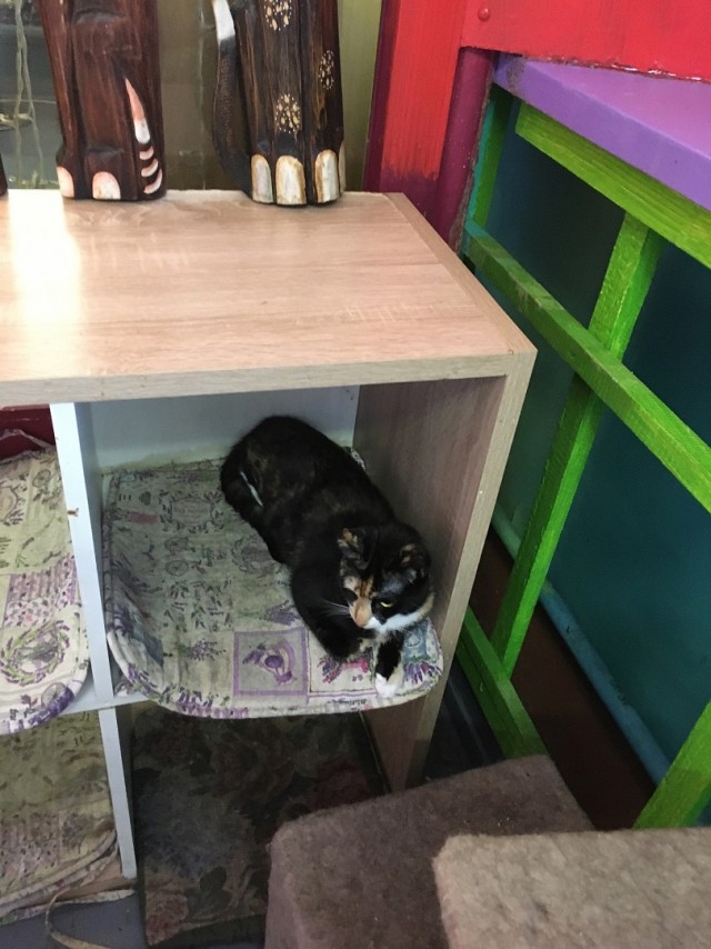 Музей Кота. Минск