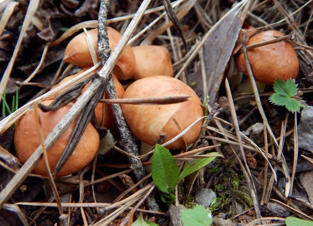 Уральское лето моими глазами