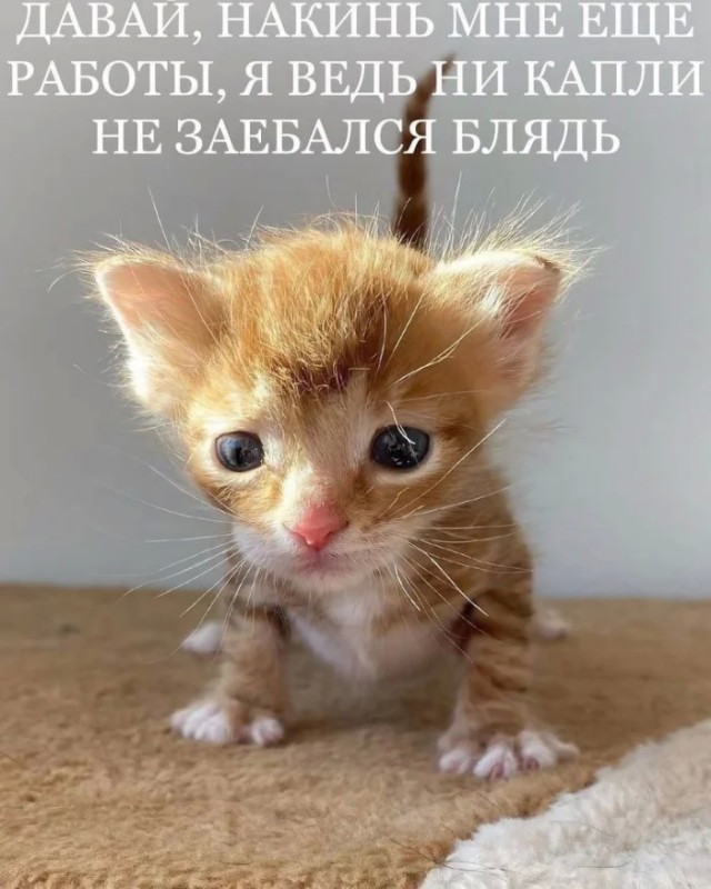 Мемы для тех, у кого IQ от 30 до 99