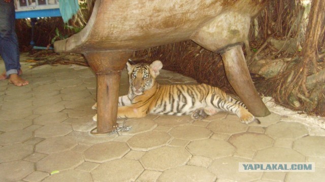 Котовторник 23.04.2013