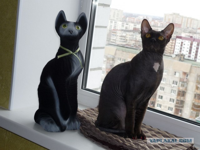 Котовторник 30.04.2013