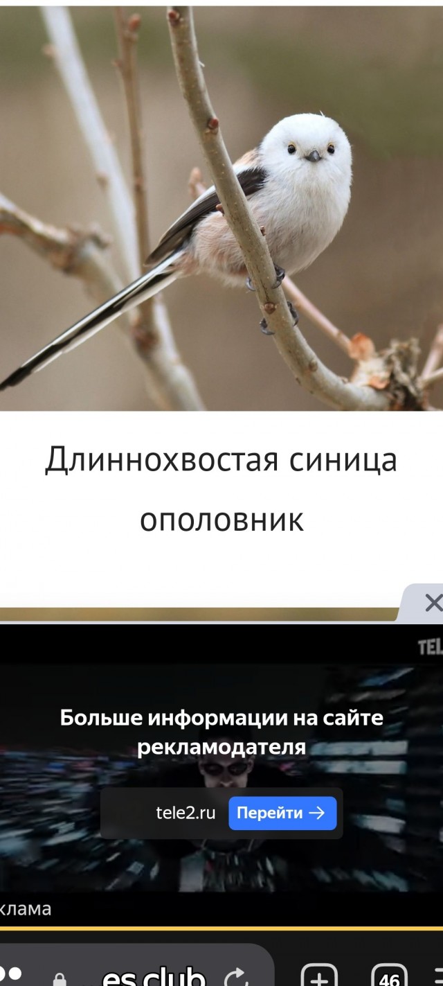 Гарри Олдман и Натали Портман