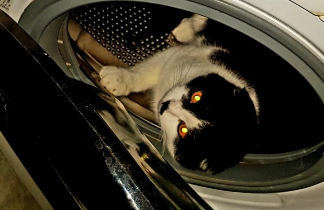 Котовторник уже пришёл?