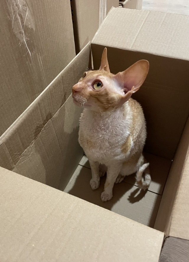 Мой вариант размещения коллекции болидов Формулы 1