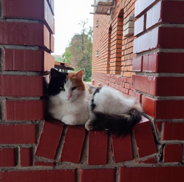 Котовторник