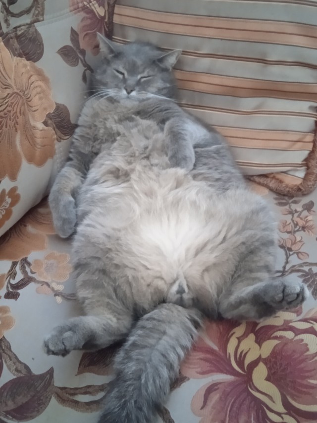 Спящие коты - это что-то с чем-то