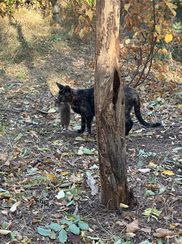 С Котовторником!