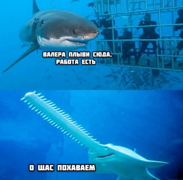 Весёлый полтишок 06.03.2025